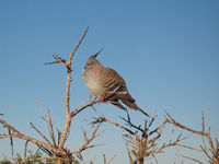 Crested pigeon, Barn Hill Station
